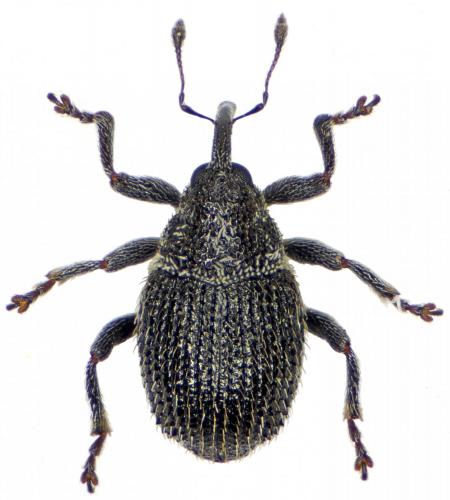 Ceutorhynchus atomus